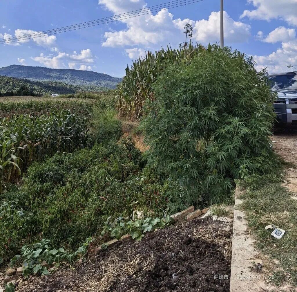 ͼƬ