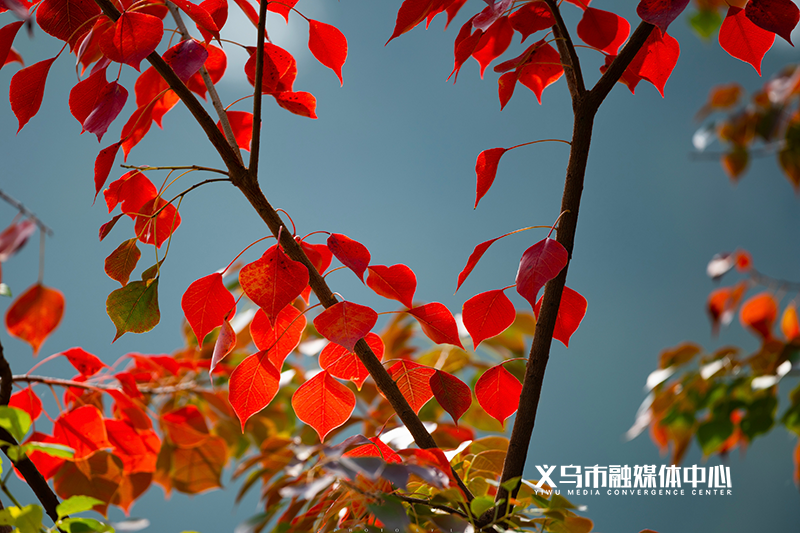 彩叶醉冬 美入画卷 (分离图)266(5274534)-20241124075515
